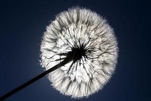 Dandelion Seed and Sun photo