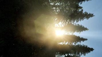 la luce del primo mattino e la nebbia alla deriva tra gli alberi video