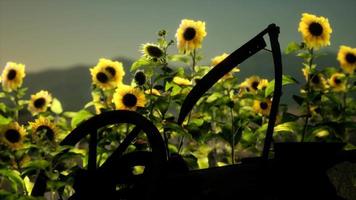 antiguo campo de guadaña y girasol de estilo vintage video