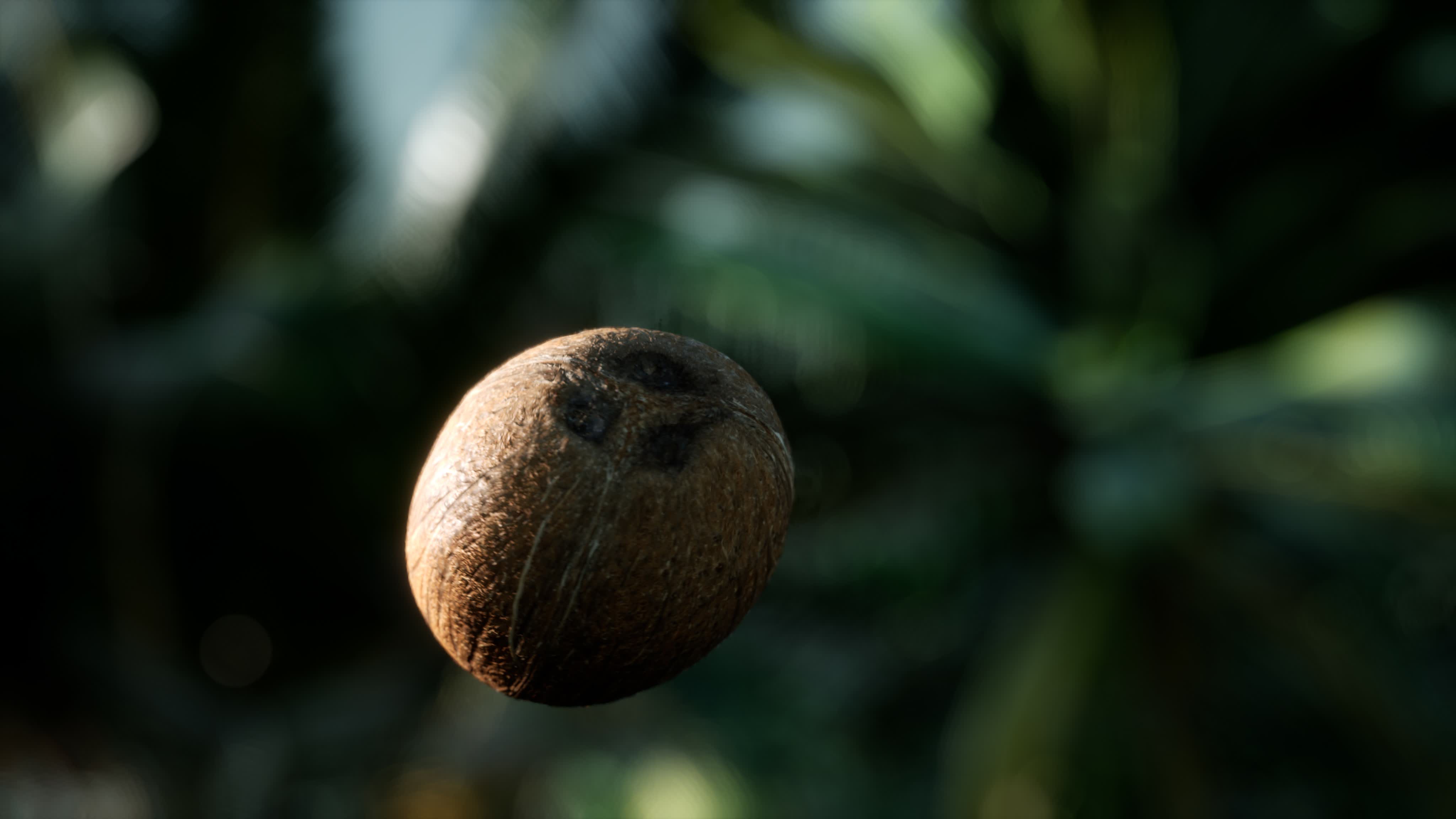 coco cayendo en cámara lenta extrema en la selva 5906137 Vídeo de stock