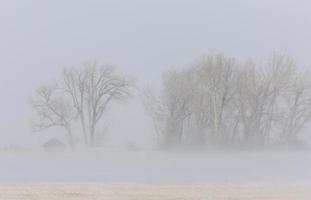 ventisca árboles de invierno foto