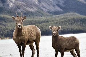 Rocky Mountain Sheep photo