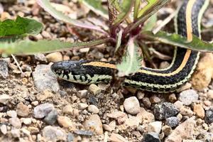 Close up Garter Snake photo