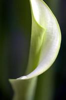 Close up lily photo