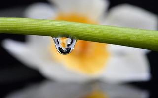 Close up lily water drop photo