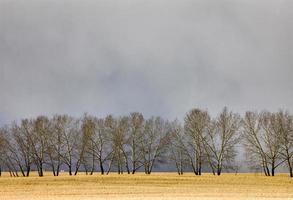 Saskatchewan Canada Landscape photo