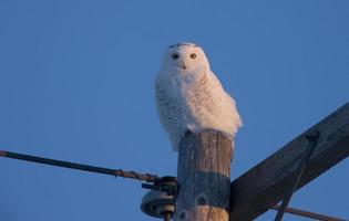 Snowy Owl on Pole photo