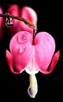 Macro Bleeding Heart photo