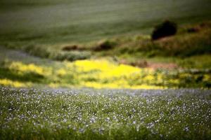 Flax and canola crop photo