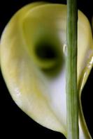 Close up lily water drop photo