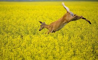 venado en campo de canola foto