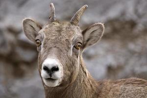 Rocky Mountain Sheep photo