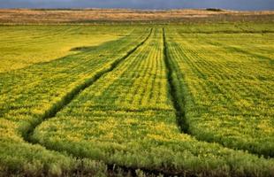 Wet tractor tire tracks photo