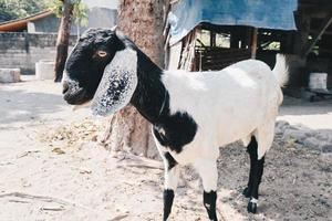cabra etawa o capra aegagrus hircus o cabra javanesa en el mercado tradicional de animales, java indonesia. foto