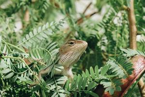 lagarto de valla de jardín oriental o calotes versicolor sentado en una rama en la selva tropical. foto