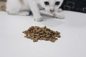 gato atigrado come comida seca para gatos del piso blanco foto