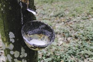 látex extraído del árbol del caucho fuente de caucho natural. foto