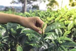 los granjeros recogiendo hojas de té en la agricultura de las plantaciones de té. fondo de naturaleza fresca foto