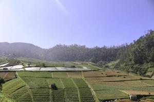 Beautiful rice fields terrace with mountain background and blue sky in tawangmangu, Solo, Indonesia photo