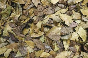 Colourful brown autumn fallen leaves on brown forest soil background photo