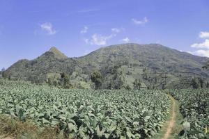 The view of Mount Sindoro and tobacco field with clear with blue sky photo