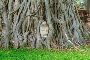 Buddha Head statue with trapped in Bodhi Tree roots at Wat Mahathat photo