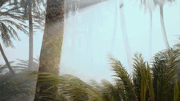 coconut palms in deep morning fog video