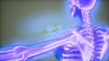 genomskinlig människokropp med synliga ben video