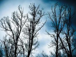 Leafless tree view against the sky. Bare tree silhouette. photo