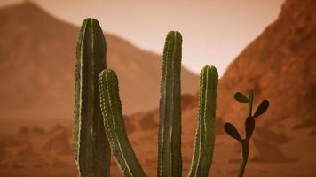 arizona öken solnedgång med jätte saguaro kaktus video