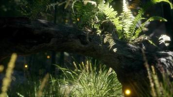 horizontally bending tree trunk with ferns growing, and sunlight shining video