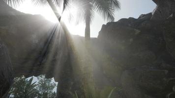 grandi palme in grotta di pietra con raggi di sole video