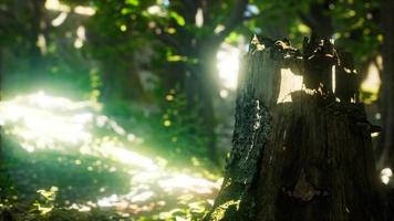 Sunlight rays pour through leaves in a rainforest video