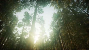 Redwood Forest Foggy Sunset Scenery video