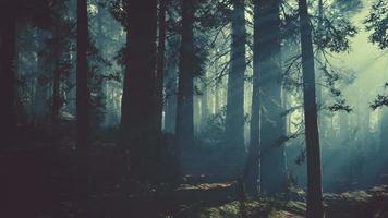 black tree trunk in a dark pine tree forest video