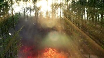 vinden blåser på ett flammande bambuträd under en skogsbrand video