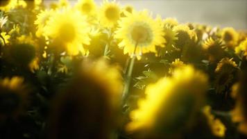 girasoles que florecen a finales de verano video