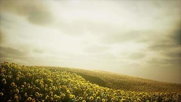 campo de girasoles y cielo nublado video