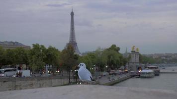 Gull against evening Paris View with Eiffel Tower and waterfront, France video
