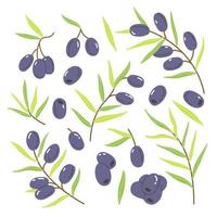 Set with black or blue olives, twigs and leaves in a simple cute cartoon flat style. Vector illustration isolated on white background.