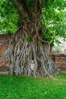 estatua de la cabeza de buda atrapada en las raíces del árbol bodhi en wat mahathat foto