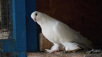 pigeon blanc unique et pur. video