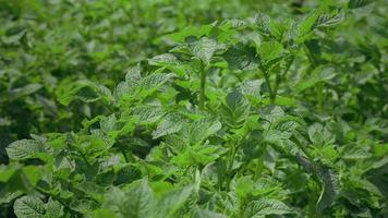 Field of Green Potato Bushes. video