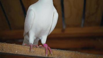 Single and pure white pigeon. Close up beautiful dove. video