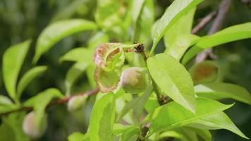 The breeze sways pear leaves green with orange red spots. video
