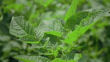 arbustos de batata verde plantados em fileiras em um campo de fazenda. video