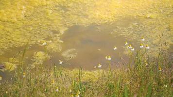 A lot of green algae on water surface. Stagnant puddle. video