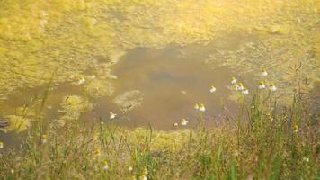 muchas algas verdes en la superficie del agua. charco estancado. video