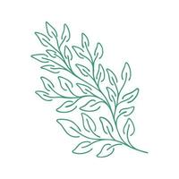 Graceful green twig. Contour leaves. Vector isolated element. Garden plant. Summer or spring design