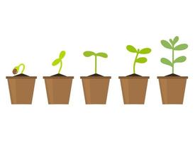 Small green seedlings grow in a flower pot vector